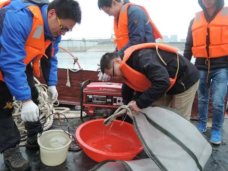 ▲吴金明和长江所保护团队人员在葛洲坝下查看鱼网，监测中华鲟产卵情况。吴金明 供图<br>