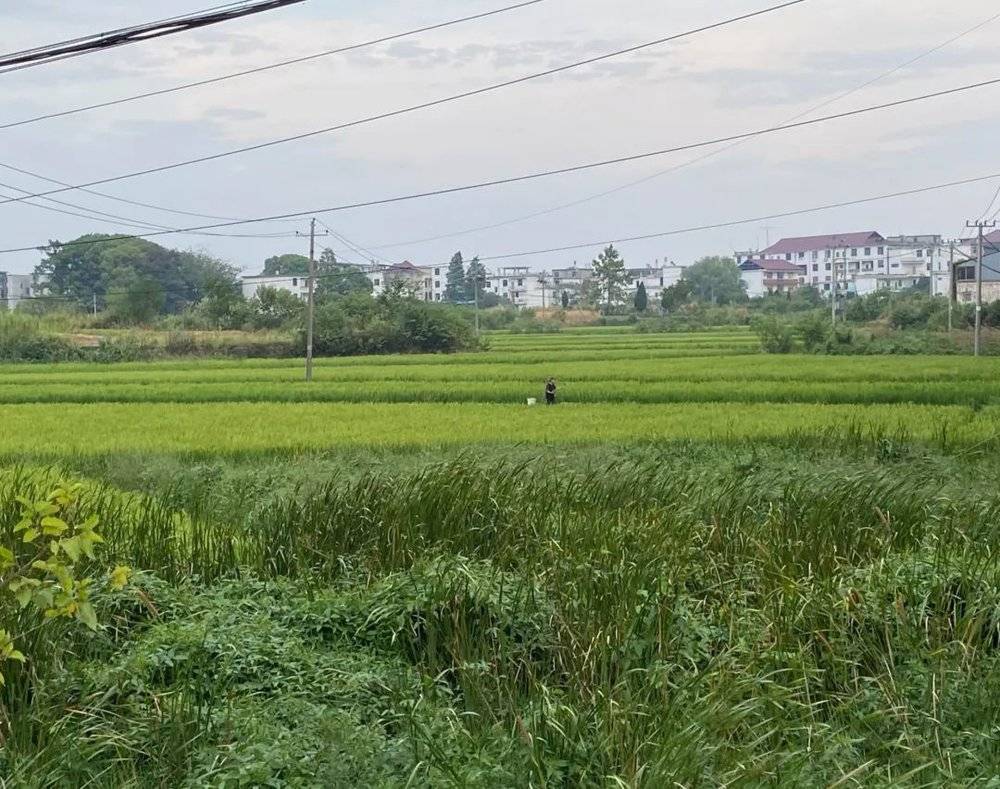 有农民从家里挑水到农田中浇灌农作物 时代周报记者王晨婷摄<br>