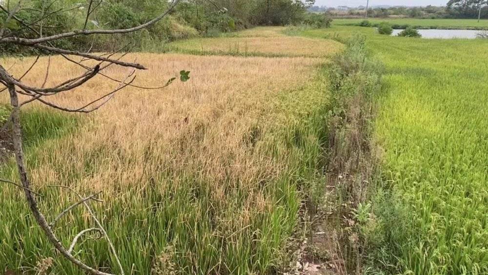 程昭元的稻田里，不少水稻已经枯黄绝收 时代周报记者王晨婷摄<br>