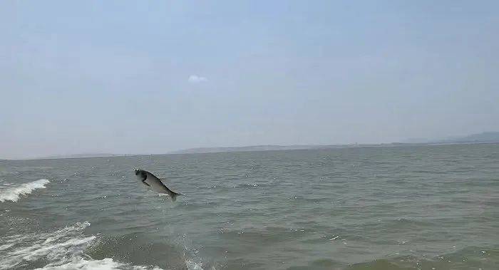 鄱阳湖中“跳水”的鱼。摄影：程大发