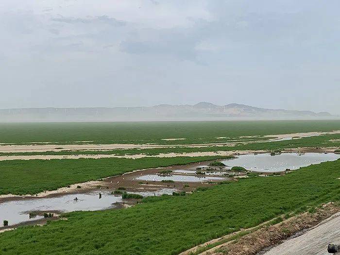 鄱阳湖边栖息的夏候鸟。