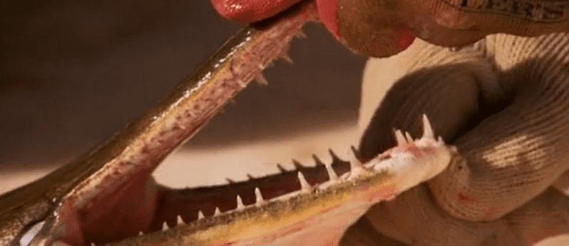 鳄雀鳝的吻部和牙齿。来源/纪录片《自然传奇：拯救鳄雀鳝》截图<br>