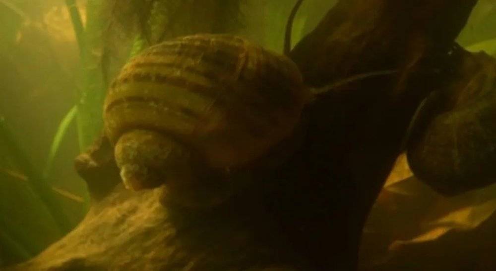 水中的福寿螺。来源/纪录片《自然的运作》截图<br>