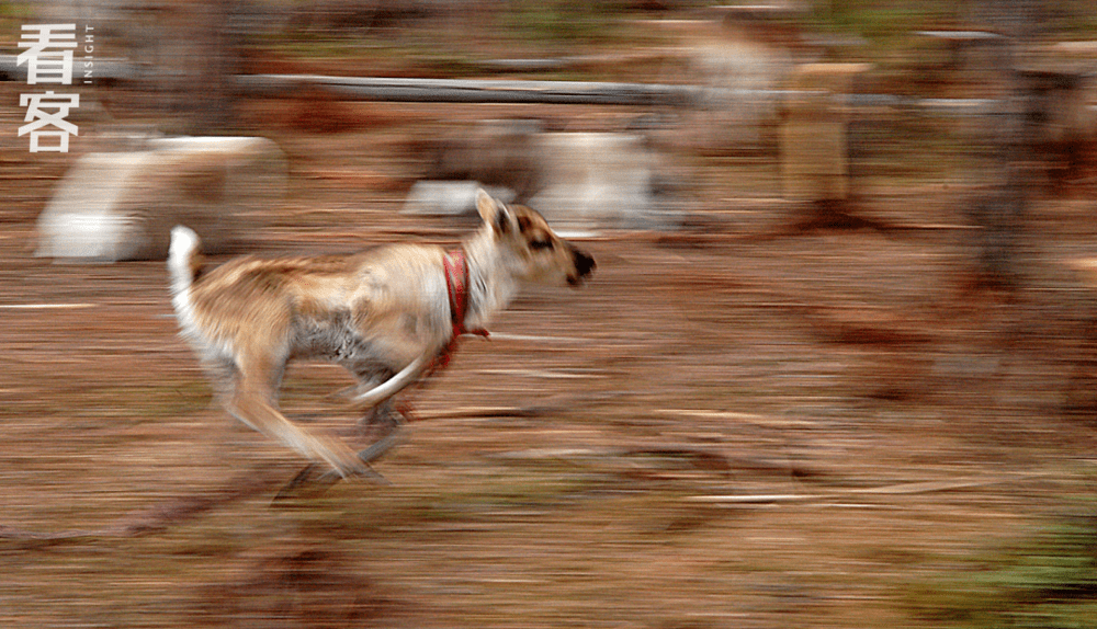 一只刚出生的小鹿奔跑在林间<br>