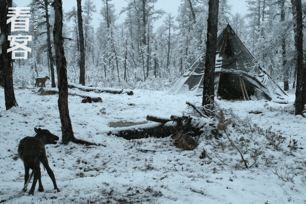 即使是大雪封山的冬天，鄂温克人的驯鹿也可以在山林里自在闲逛<br>