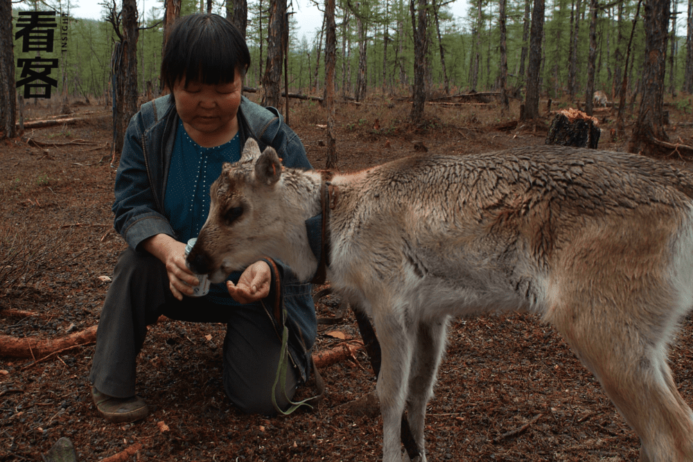 柳霞是如今为数不多依然住在山上，继承养鹿传统的鄂温克人，作为萨满的后代，她时常在生活中流露出自然的灵性<br>