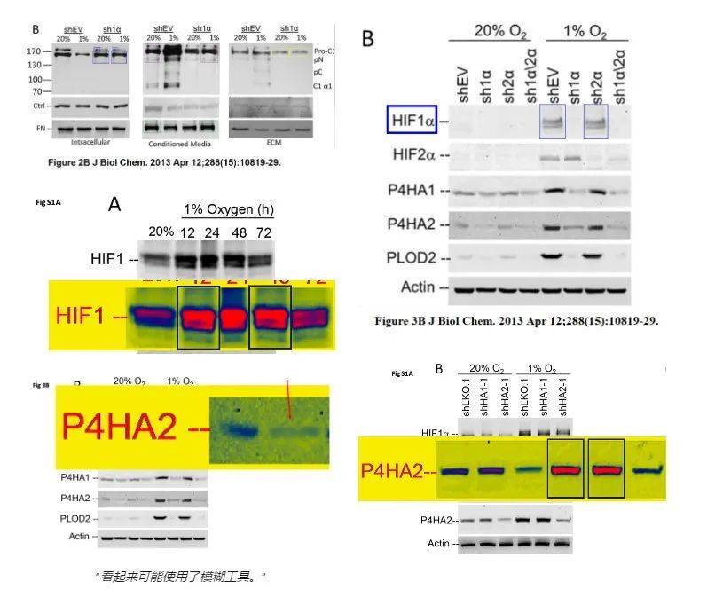 《缺氧诱导因子1 (HIF-1) 通过诱导P4HA1、P4HA2和PLOD2在成纤维细胞中的表达促进缺氧条件下的细胞外基质重塑》生物杂志化学(2013) doi: 10.1074/jbc.m112.442939