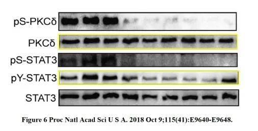 《缺氧诱导因子1依赖性腺苷受体2B的表达促进乳腺癌干细胞富集》 PNAS(2018) doi: 10.1073/pnas.1809695115  