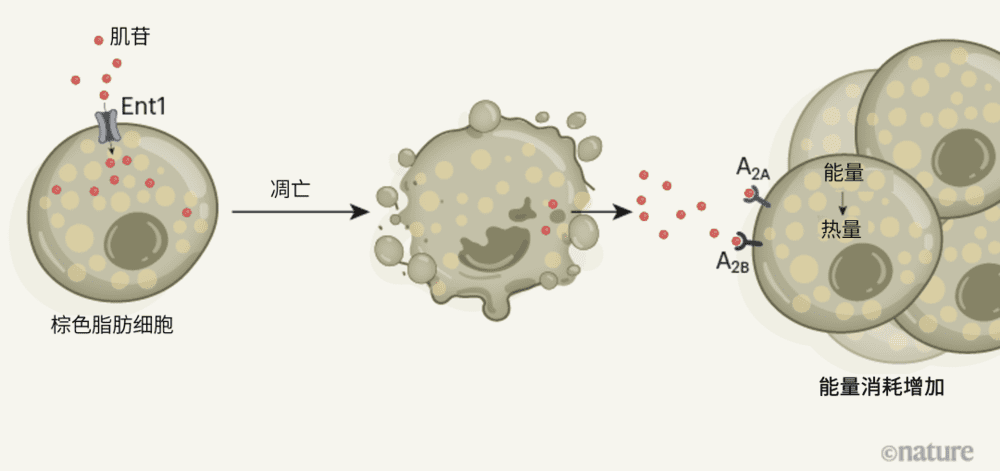图1 |棕色脂肪组织（BAT）的调节通路。棕色脂肪细胞将能量转化为热量。Niemann等人[3]提供的证据表明，这一产热过程是由肌苷分子调控的。在正常的BAT中，细胞外肌苷水平通过蛋白Ent1维持，该蛋白将肌苷转运入棕色脂肪细胞。但如果细胞凋亡——如从寒冷环境转移到温暖环境时——肌苷就会被释放出来。它与邻近细胞上的A<sub label=图片备注 class=text-img-note>2A</sub>和A<sub label=图片备注 class=text-img-note>2B</sub>受体蛋白结合，触发新的棕色脂肪细胞的形成（图中未显示）并激活产热，从而增加能量消耗。<br label=图片备注 class=text-img-note>