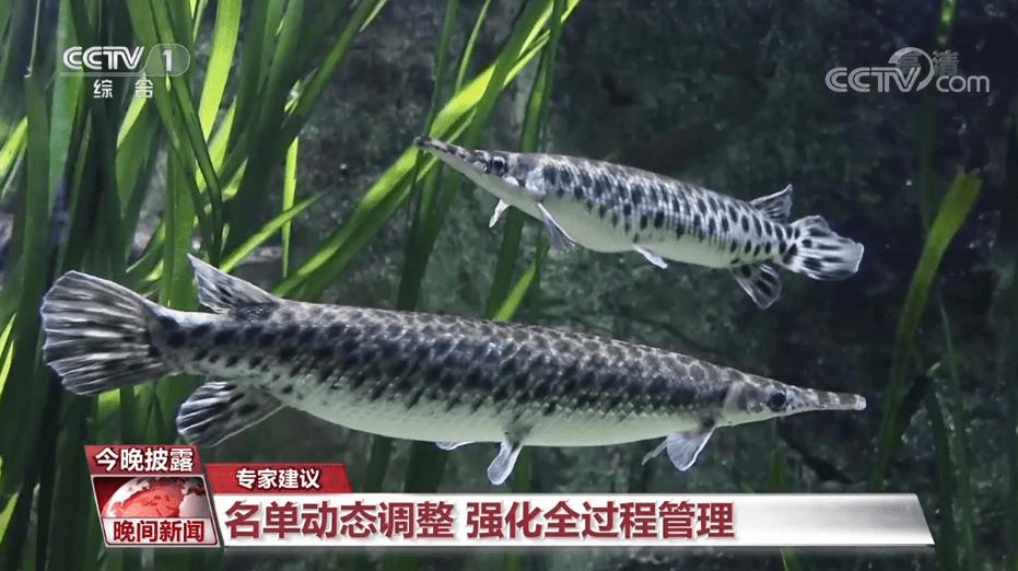 水族箱里饲养的鳄雀鳝 图片来源：央视新闻截屏<br>