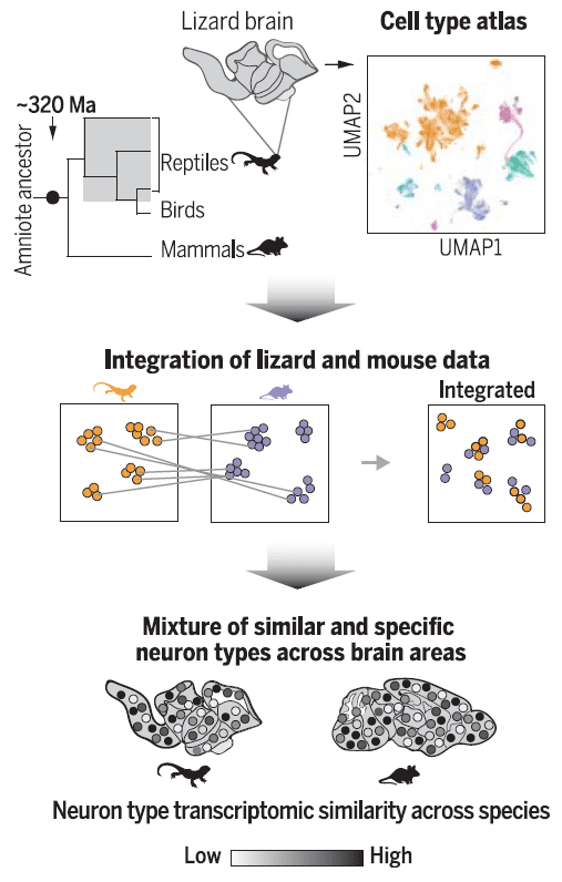 ▲研究团队对不同脊椎动物的神经元演化开展了转录组学分析（图片来源：参考资料[1]）<br label=图片备注 class=text-img-note>