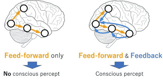 研究者们提出，能够支撑起意识的大脑网络区域应当是双向性连接的，因为对于意识体验来说，前馈和反馈处理都是必要的。举个例子，前人对视知觉的研究表明，仅仅只有前馈加工时，有意识的知觉并不会出现；而当前馈加工和反馈加工一起出现的时候，才能引起有意识的知觉。—北園淳