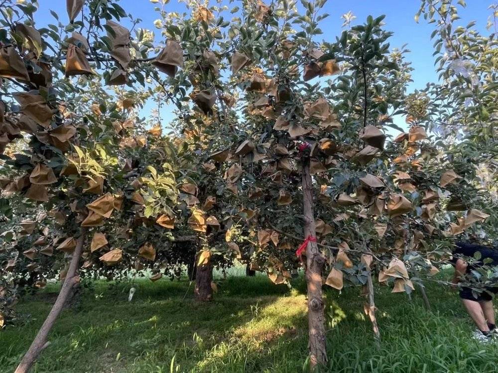 ●合作社的工作人员在山西万荣县向农户学习种植经验时，张源看到的一棵28年的苹果树。这颗老而弥坚的树上挂满了果，套了3000个袋子。合作社的工作也像农业需要耐心而长期的培育。图：张源<br>