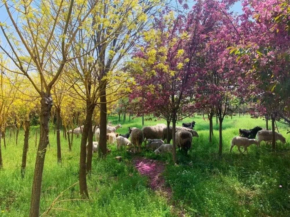3月初春，桃花树下羊羊们<br>