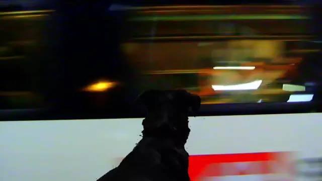 《再见语言》的镜头会跟着黑狗从树林毫无逻辑地瞬间跳转到地铁站