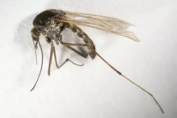 生活在北极苔原的黑足伊蚊（图片：SJ Coulson/svalbardinsects.net）<br>
