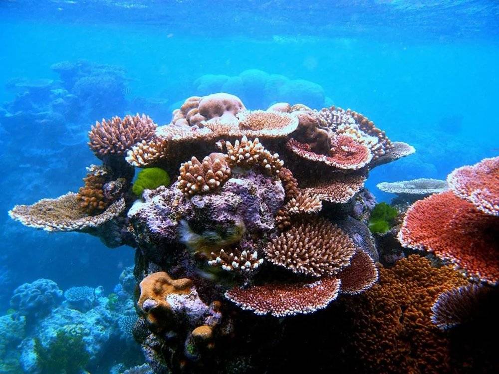 大堡礁五颜六色的珊瑚 Toby Hudson拍摄于2010年7月24 日丨来源：wikipedia<br>