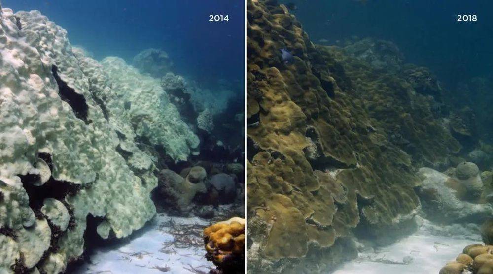佛罗里达礁岛群在2014年和2015年经历了夏季高温，导致附近的浅珊瑚礁连续发生白化事件。这些星状珊瑚于2014年9月被研究人员认定死亡，但四年后，这些珊瑚由于曾经历过2014年的高温，度过了2015年的高温劫数，并在4年后恢复健康。丨图源：NOAA coral reef watch<br>