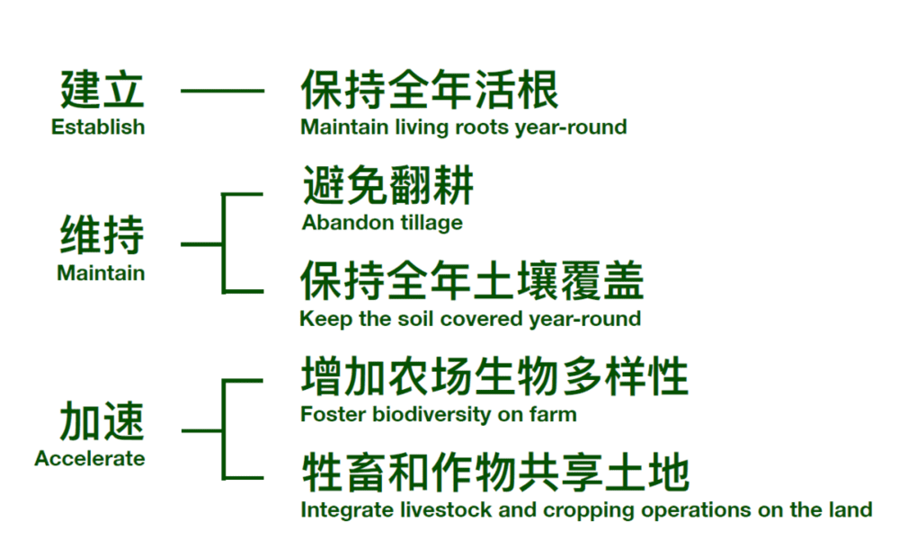 再生农业的五大原则。制图：晚晴<br>