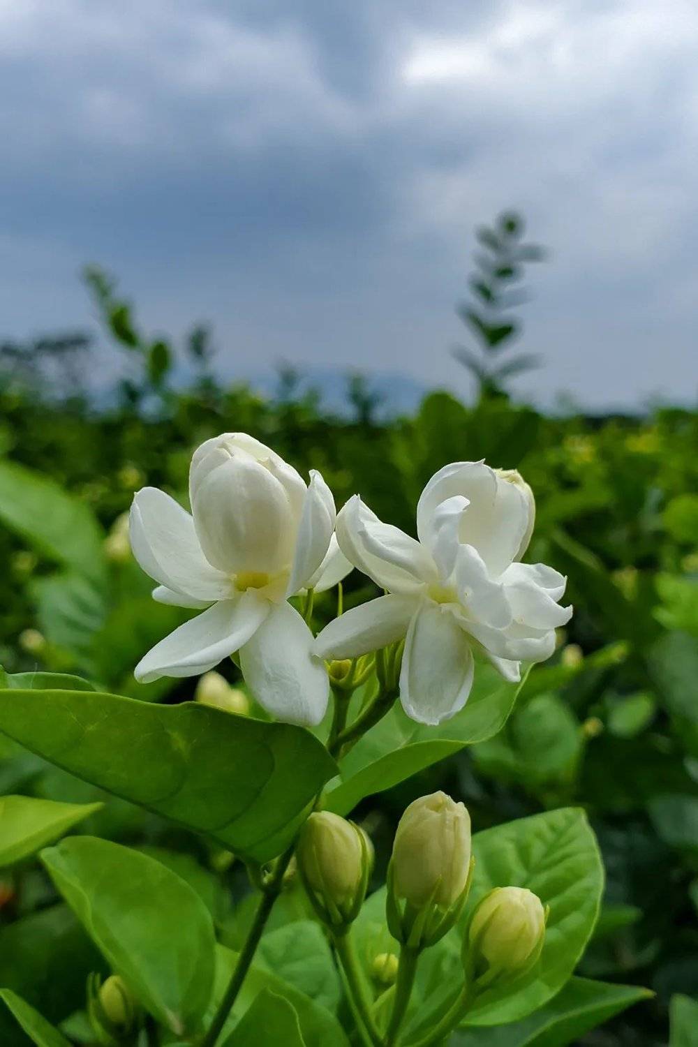 茉莉花的品质，对茉莉花茶来说至关重要。摄影/黄小璇