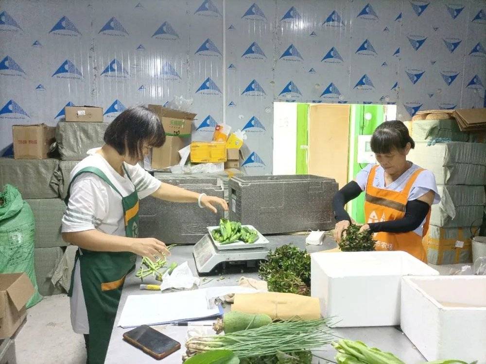 发货日早上，广州从化银林农场的工人姐姐根据微店下单情况，把捡好的菜称重分包。图片：食通社<br>