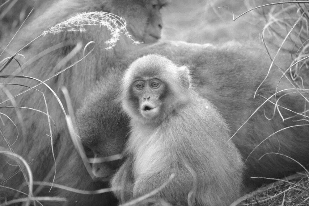 年轻的日本猕猴发出咕咕的叫声 | KyotoU WRC/Hideki Sugiura<br label=图片备注 class=text-img-note>
