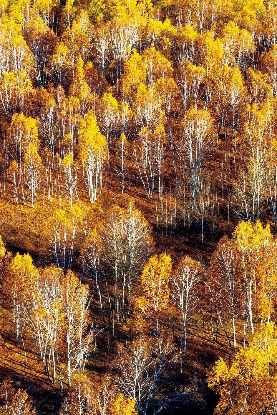 秋季的白桦林。摄影 / 杨孝