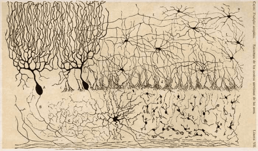 卡哈尔画的神经元<br label=图片备注 class=text-img-note>