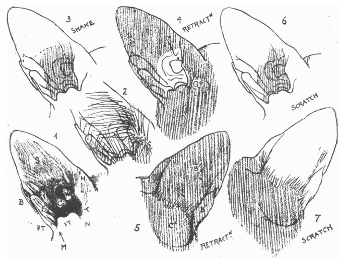 谢灵顿论文中手绘的猫耳丨参考文献[5]<br>