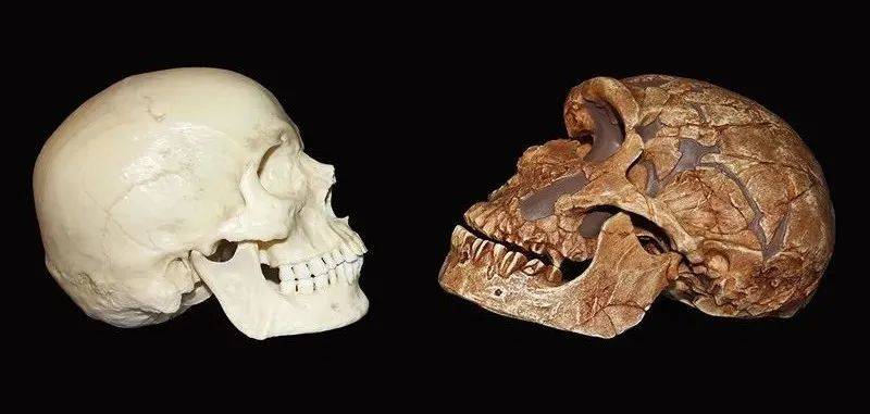 人类大脑（左）和尼安德特人大脑（右）<br>