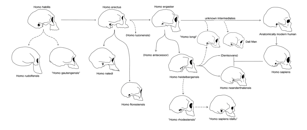 不同古人类迥异的头骨形态和脑容量大小 | 图源：Wikipedia