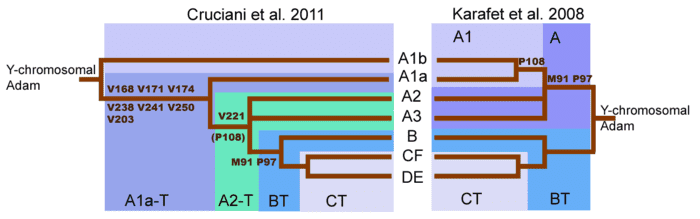 当然，对应男性独有的“Y 染色体亚当”，但是 Y 染色体相对序列更长，就不如线粒体检测来的方便了，但它们的结果是类似的 | 图源：Wikipedia