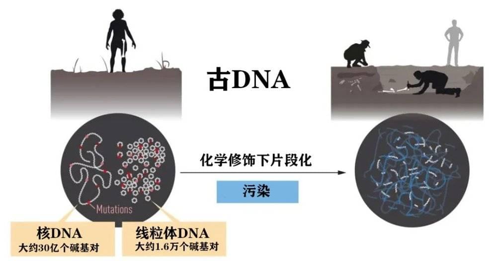 基因组 DNA 包括细胞核里的核 DNA 和在胞质中的线粒体 DNA。核 DNA 包含了主要的遗传信息，而线粒体 DNA 虽然小很多，但其中的突变也能告诉我们进化相关的信息。但这些 DNA 存在分解与污染的问题，也给研究带来了极大的考验 | 图源：nobelprize.org