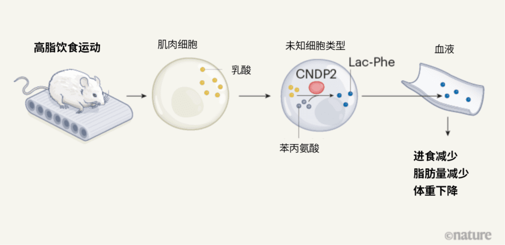图1 | Lac-Phe产生的分子通路。Li等人研究雄性小鼠剧烈运动及高脂饮食后发生的变化。运动刺激肌肉细胞产生乳酸分子，而后作者发现，代谢物Lac-Phe分子，由乳酸和苯丙氨酸（一种氨基酸）经CNDP2酶催化合成，发生该过程的细胞类型未明——可能是免疫细胞，也可能是上皮细胞。Lac-Phe进入血液，与小鼠食欲下降、脂肪量减少、体重减轻有关。<br label=图片备注 class=text-img-note>