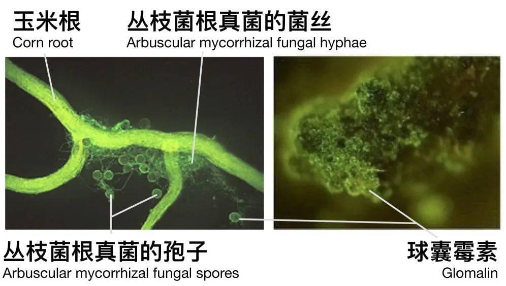 菌丝和孢子表面染上绿色荧光的部分，就是球囊霉素所在位置。<br>