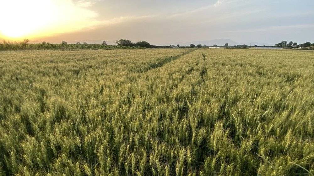 今夏陕西地区遭遇干旱，活力农耕农友大黑的麦田不但没有减产，反而迎来丰收，这要归功于土壤质量和结构的改善。<br>