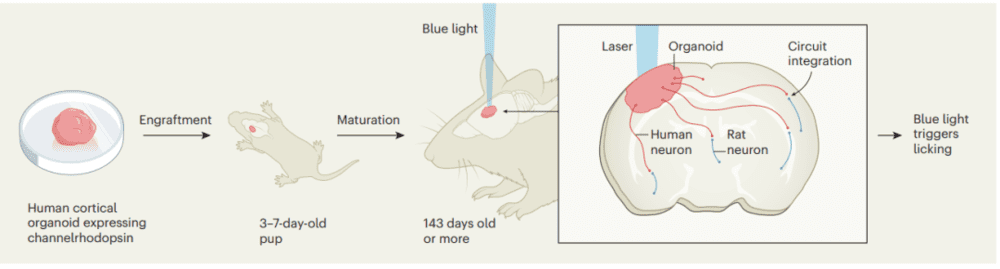 ▲人类的皮层类器官可以移植到大鼠脑内，并发育成熟发挥功能（图片来源：参考资料[1]）<br>