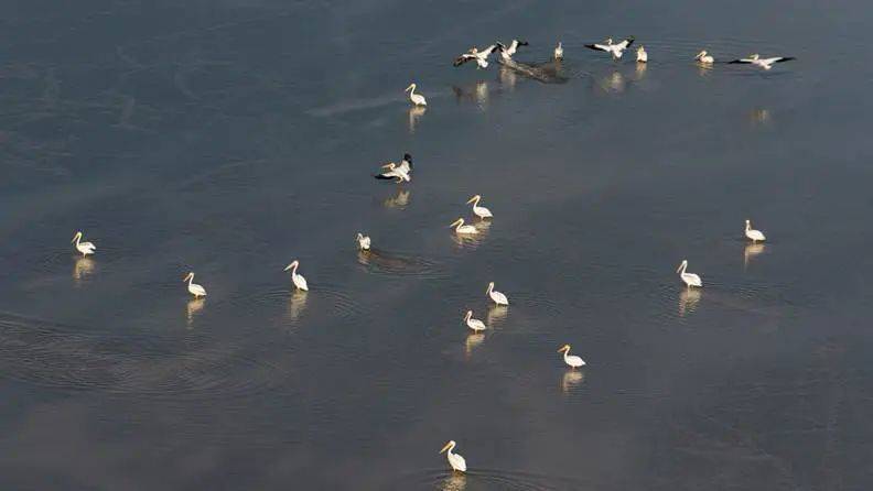 白鹈鹕，数以百万计的鸟类经过科罗拉多河三角洲向太平洋航线迁徙，图源Sonoran Institute<br>