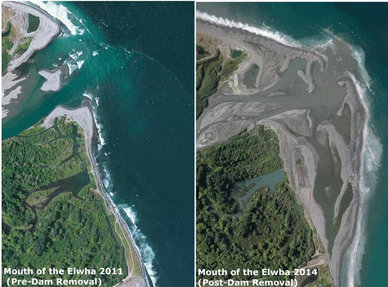 大坝拆除后埃瓦尔河三角洲的海岸线也得以恢复，数百万立方码的沙子和淤泥被释放到胡安德富卡海峡（the Strait of Juan de Fuca）的近岸水域。<br>