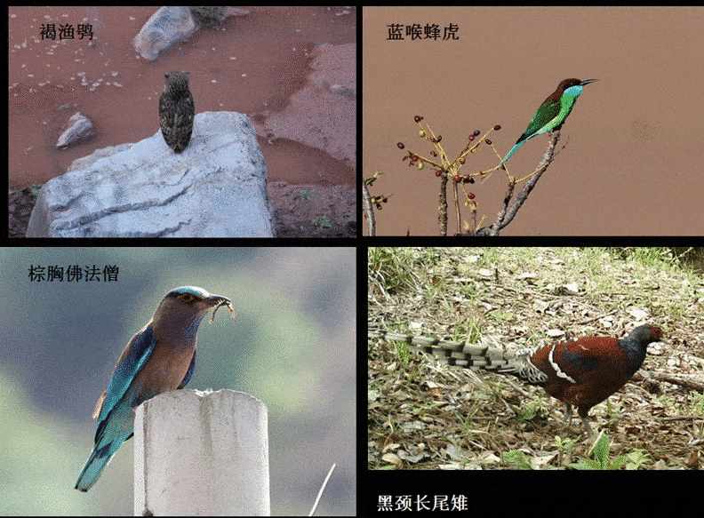 云南季雨林中生活的其他鸟类，© 顾伯健。戛洒江一级水电站淹没区影响的不仅是绿孔雀，也包含其所在的极富特色的季雨林生态系统，所以动植物学家为保留这片森林背水一战。<br>