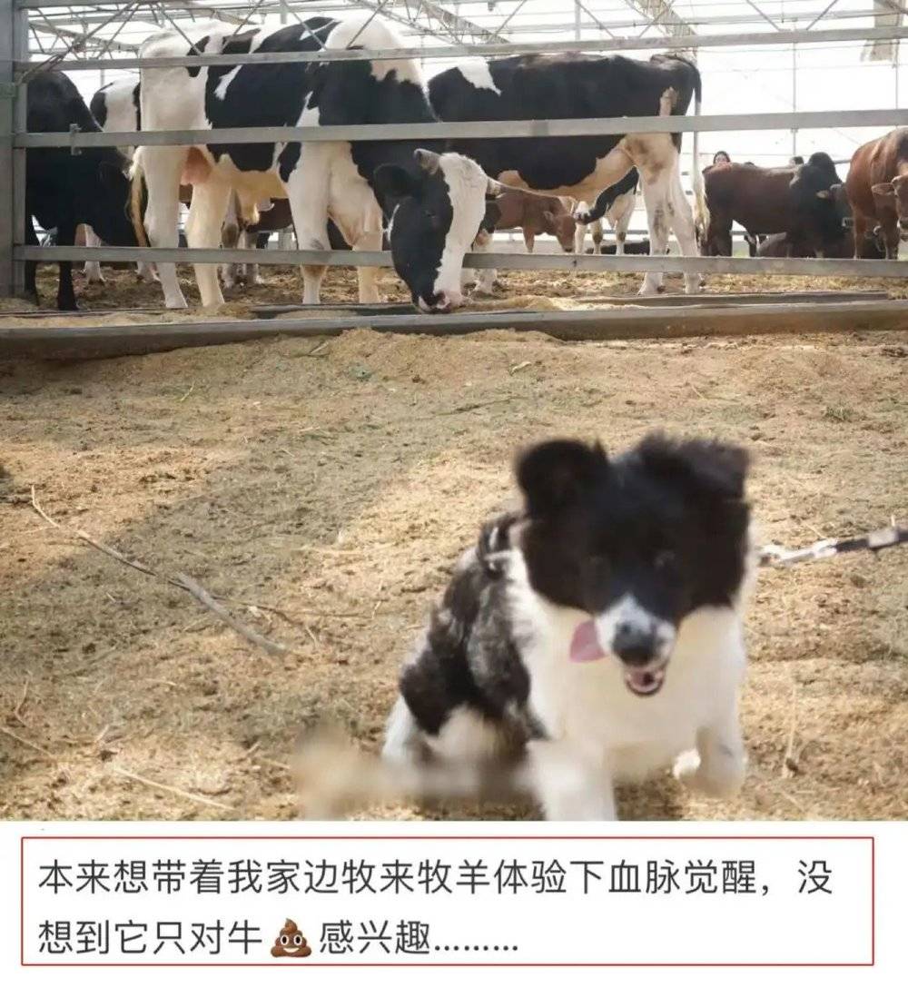 via @小西要加油 上海某农场<br>