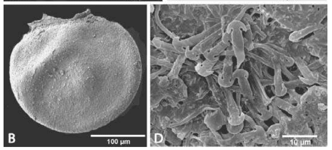 扫描电子显微镜下，北极冰芯中的满江红大孢子（B）和上面的钩状微观结构（D）。（图片来源：（DOI）10.1111/j.1472-4669.2009.00195.x）<br>