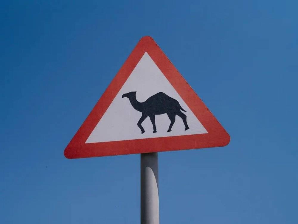 沙特埃尔湿夫耶，公路旁禁止骆驼出没的指示牌。/李亚楠摄