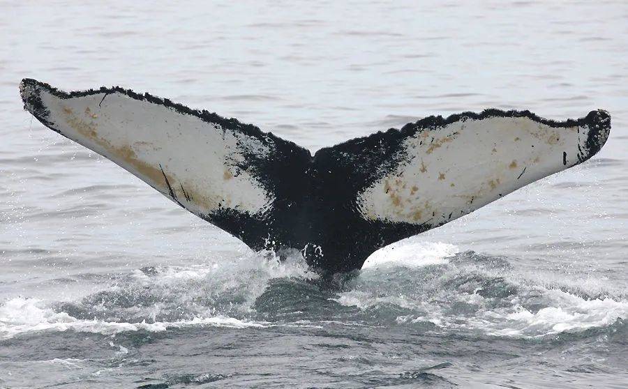 绍特是一只有着独特标记的座头鲸，自20世纪70年代以来，科学家们一直在研究它。| 美国海岸研究中心<br label=图片备注 class=text-img-note>