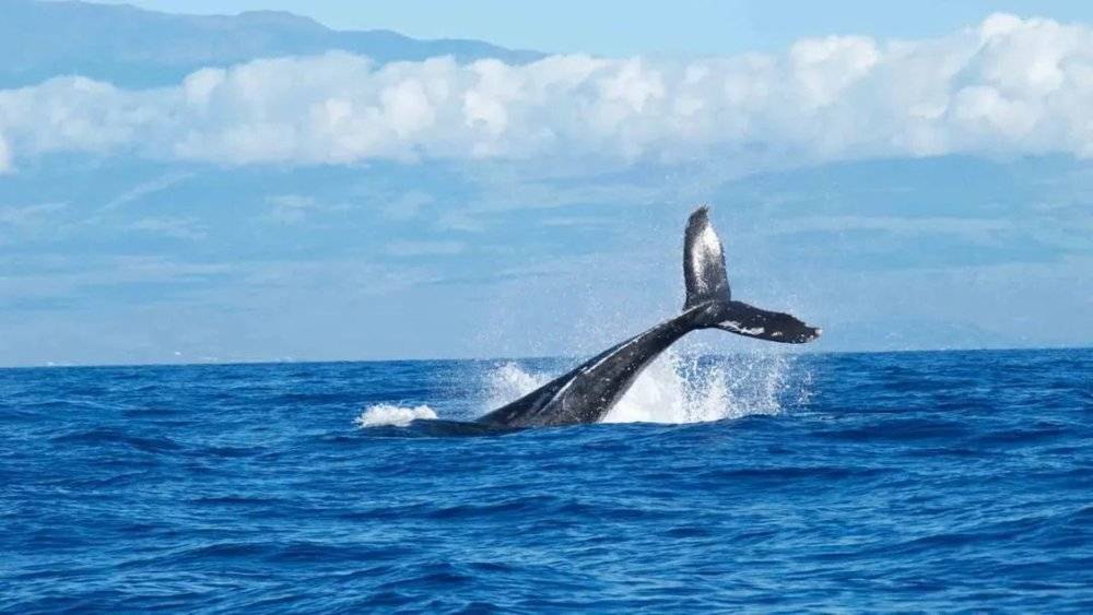 鲸身上潜藏的线索，远比鲸肉有价值得多 | undark<br label=图片备注 class=text-img-note>