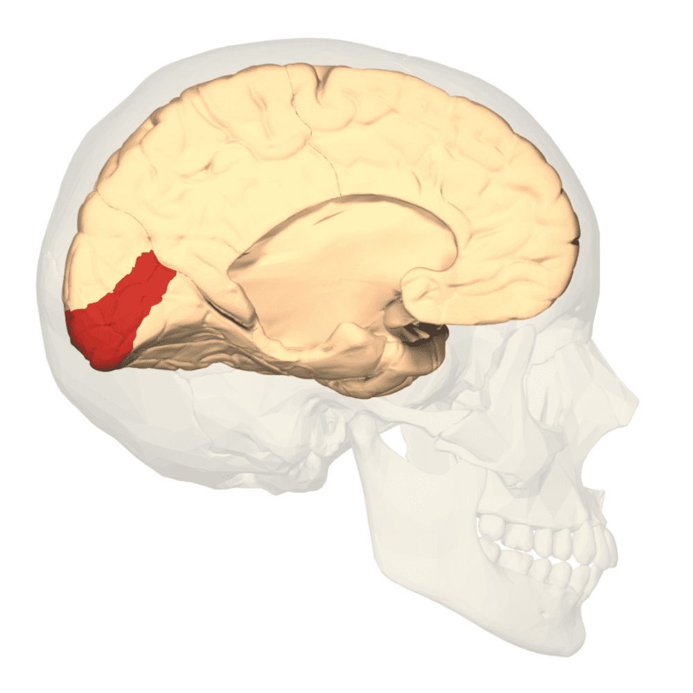 初级视觉皮层（红色）（图片来源：wikimedia）<br>