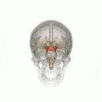 中脑（红色）（图片来源：physiopedia）<br>