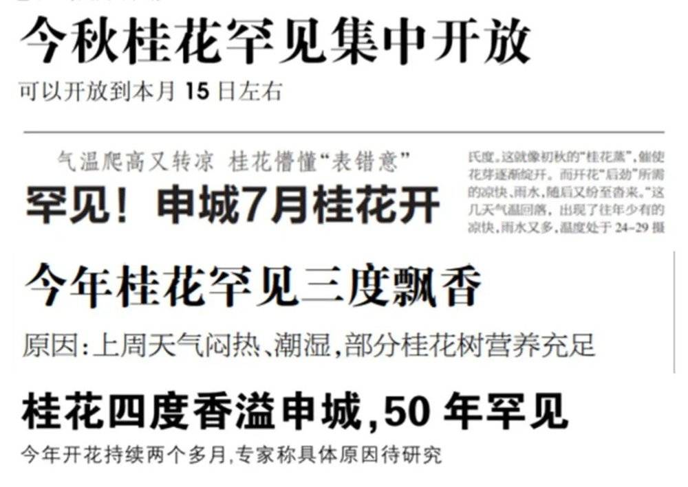 这些年来上海报纸上关于桂花的新闻标题