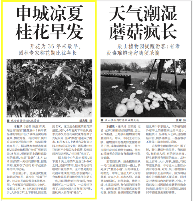 2014年8月25日《新民晚报》上关于桂花早发的报道