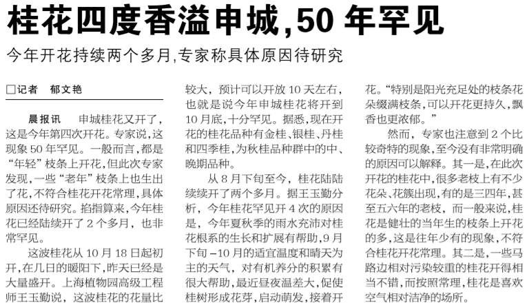 2014年10月24日《新闻晨报》上关于桂花四度飘香的报道